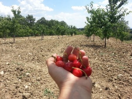 Dağ yöresinde kirazın kilosunun 1 TL'ye düşmesi çiftçileri zor durumda bıraktı