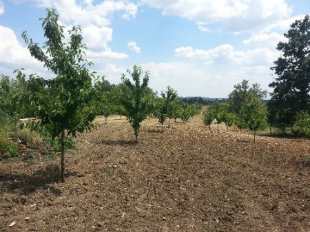 Dağ yöresinde kirazın kilosunun 1 TL'ye düşmesi çiftçileri zor durumda bıraktı