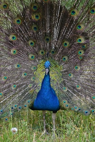 Doğal Yaşam Parkı’ndaki 12 hayvan üniversiteye geçti