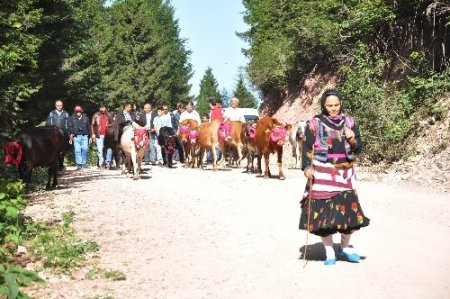 Doğu Karadeniz’de yayla göçleri başladı