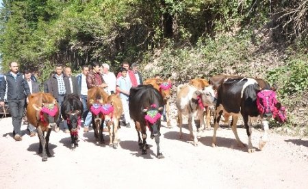 Doğu Karadeniz’de yayla göçleri başladı