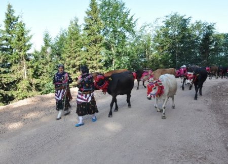 Doğu Karadeniz’de yayla göçleri başladı