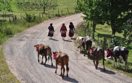 Doğu Karadeniz’de yayla göçleri başladı