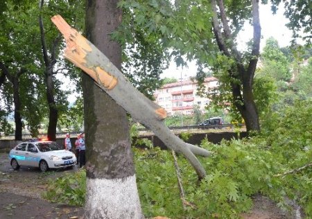 Fırtınanın devirdiği asırlık çınar ağacı, yolu trafiğe kapattı