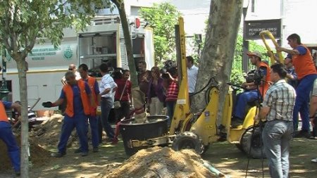 Gezi Parkı'na yeni ağaçlar dikiliyor