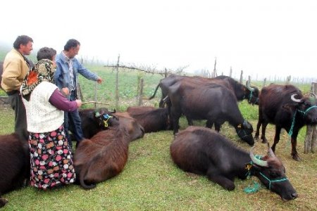 Giresun´da manda dağıtımı yapıldı