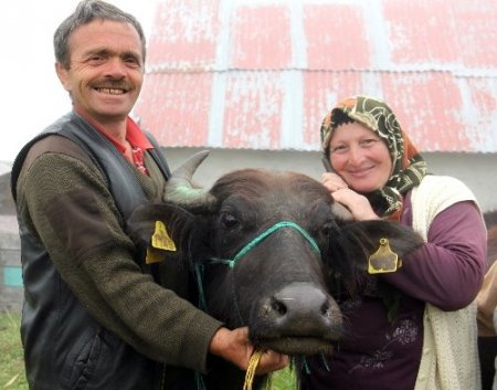 Giresun´da manda dağıtımı yapıldı