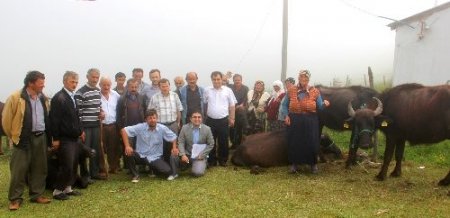 Giresun´da manda dağıtımı yapıldı