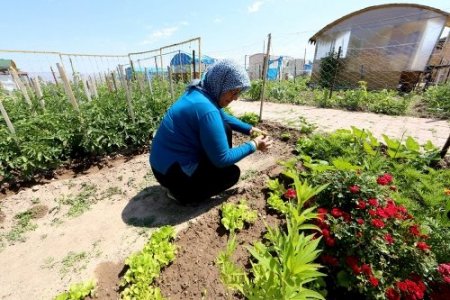 Hobi bahçelerinde ilk ürünler alınmaya başladı