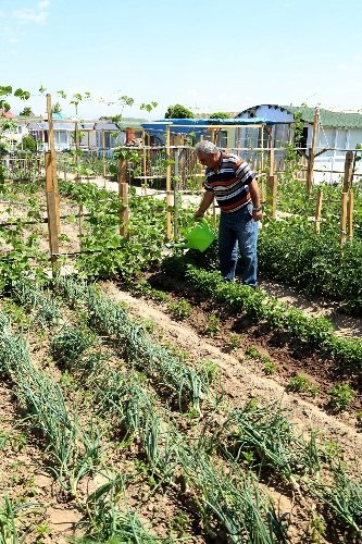 Hobi bahçelerinde ilk ürünler alınmaya başladı