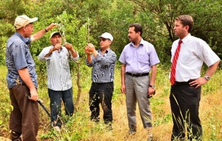 Ihlara Vadisi’nde Antep fıstığı aşılaması başlatıldı