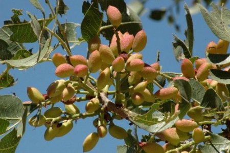 Ihlara Vadisi’nde Antep fıstığı aşılaması başlatıldı