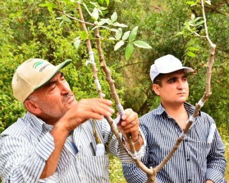 Ihlara Vadisi’nde Antep fıstığı aşılaması başlatıldı