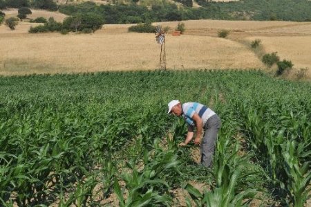 İlkokul mezunu çiftçi yaptığı rüzgar gülü ile su çıkarıp tarlasını suluyor