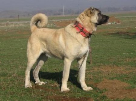 Irk standartları yarışmasında en yaşlı onur ödülü ve birincilik kangalın