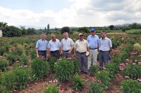 İthal edilen ekinezya bitkisi artık Manisa'da yetiştiriliyor