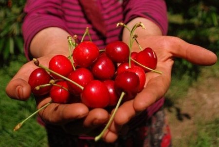 İzmir, kiraz üretiminde Türkiye lideri