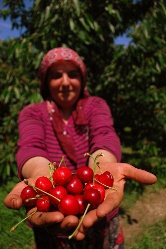 İzmir, kiraz üretiminde Türkiye lideri