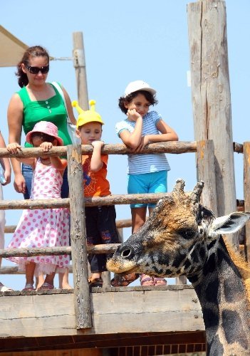 İzmir zürafa ‘Efe’sini kaybetti