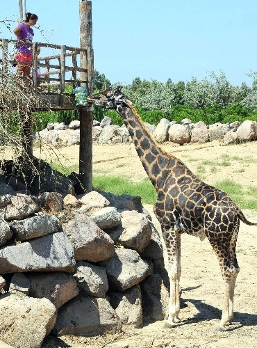 İzmir zürafa ‘Efe’sini kaybetti