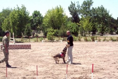 Jandarma eğitimli at ve köpeklerinin gösterisi nefesleri kesti