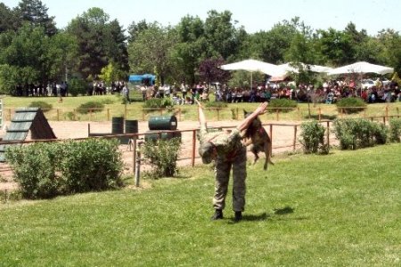 Jandarma eğitimli at ve köpeklerinin gösterisi nefesleri kesti