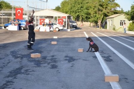 Jandarmanın töreninde mayın bulan köpekler ilgi gördü