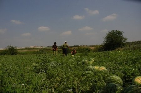 Kadirli’de karpuz hasadı başladı