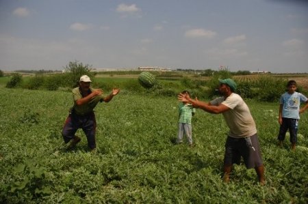 Kadirli’de karpuz hasadı başladı