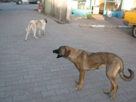 Kağızman’da sokak köpekleri vatandaşın korkulu rüyası