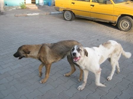 Kağızman’da sokak köpekleri vatandaşın korkulu rüyası