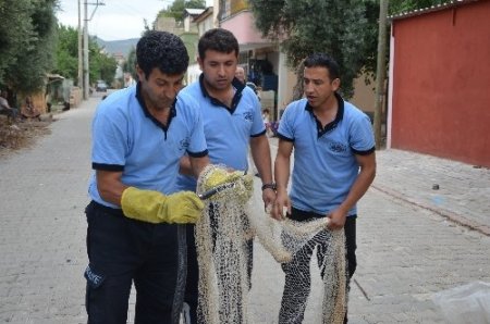 Kayıp yüzük, yılanın boynunda bulundu