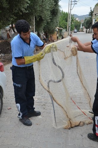 Kayıp yüzük, yılanın boynunda bulundu