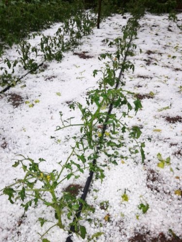 Kayseri’de dolu yağışı ekili arazilere zarar verdi