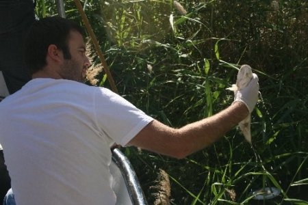 Kemaliye Karasu'daki balık ölümleri tedirginlik yarattı