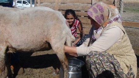 Kırşehirli koyun besiciler süt sağımı sezonunu açtı