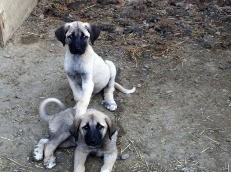 Köpek ırkları, Nilüfer’de kimlik kazanacak