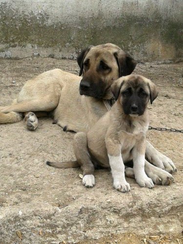 Köpek ırkları, Nilüfer’de kimlik kazanacak