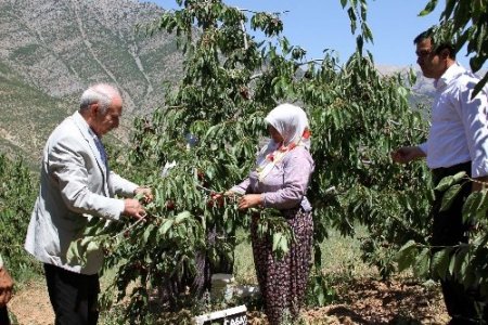 Küçükaydın: Kirazın bölge ekonomisine katkısı çok