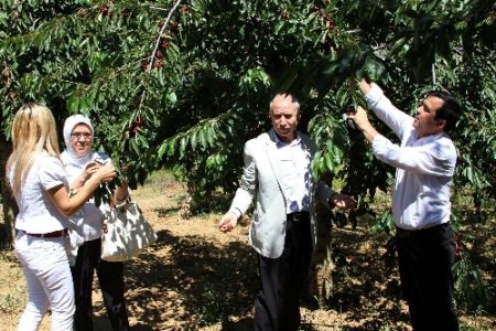 Küçükaydın: Kirazın bölge ekonomisine katkısı çok