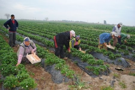 MZO, nitelikli tarım için danışman istihdamına başladı