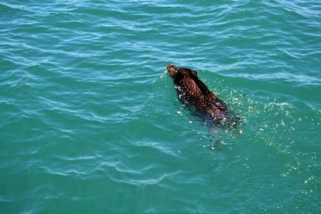 Ordu'da denize kaçan domuzları kurtarma operasyonu