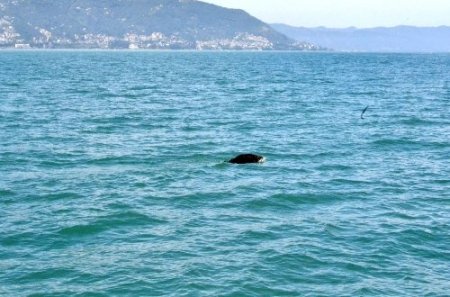 Ordu'da denize kaçan domuzları kurtarma operasyonu