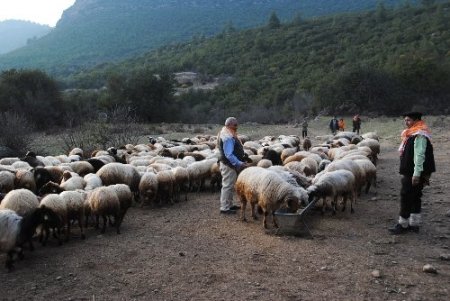 Orman yangınlarını çobanlar ihbar edecek