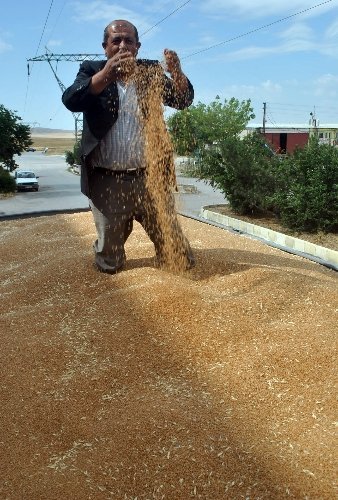 Polatlı'da yeni hasat buğday 5,5 TL’den alıcı buldu