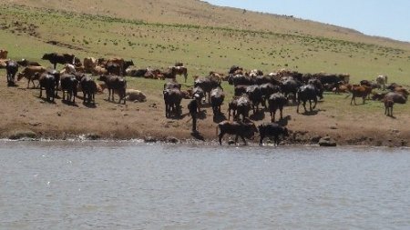 Sıcaklardan bunalan hayvanlar göletlerde serinliyor