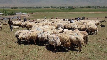 Sıcaklardan bunalan hayvanlar göletlerde serinliyor