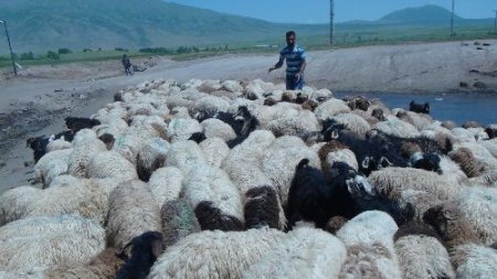 Sıcaklardan bunalan hayvanlar göletlerde serinliyor