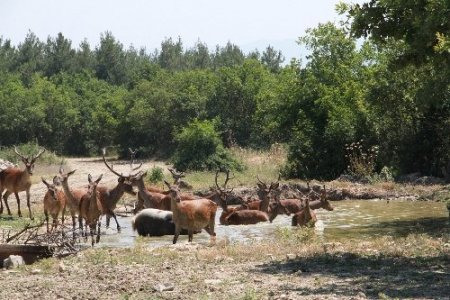 Sıcaktan bunalan geyiklerin havuz sefası