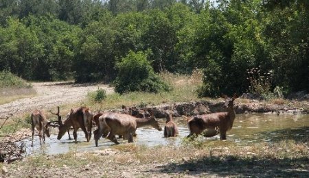 Sıcaktan bunalan geyiklerin havuz sefası